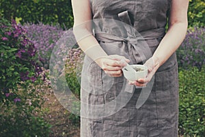 Woman holding in her hands a mortar of healing herbs. Herbalist collects medicinal plants in garden photo