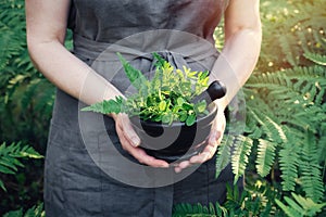 Woman holding in her hands a mortar of medicinal herbs. Herbalist woman gathering healing plants.