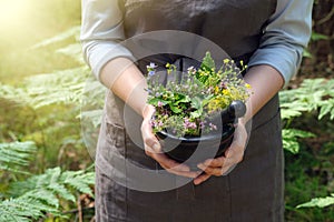 Woman holding in her hands a mortar of medicinal herbs. Herbalist woman gathering healing plants in forest