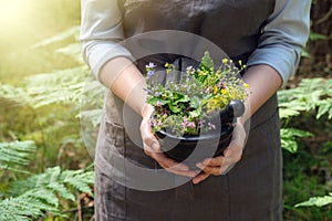 Woman holding in her hands a mortar of medicinal herbs. Herbalist woman gathering healing plants in forest photo