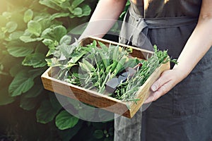 Woman holding in her hands wooden crate filled of medicinal plants. Herbalist collects healthy herbs on a meadow.