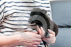 Woman holding and hugging cute black scared puppy in shelter