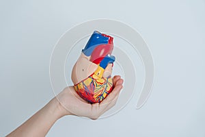 Woman holding human Heart model. Cardiovascular Diseases, Atherosclerosis, Hypertensive Heart, Valvular Heart, Aortopulmonary