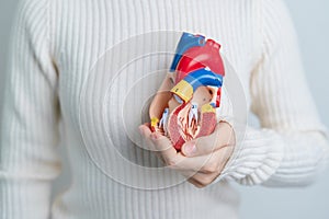 Woman holding human Heart model. Cardiovascular Diseases, Atherosclerosis, Hypertensive Heart, Valvular Heart, Aortopulmonary