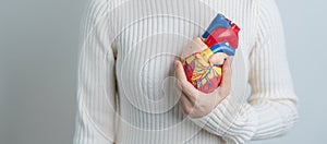 Woman holding human Heart model. Cardiovascular Diseases, Atherosclerosis, Hypertensive Heart, Valvular Heart, Aortopulmonary