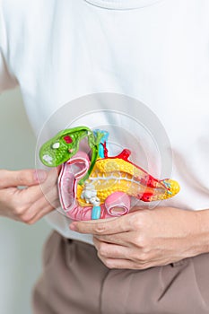 Woman holding human Pancreatitis anatomy model with Pancreas, Gallbladder, Bile Duct, Duodenum, Small intestine. Pancreatic cancer