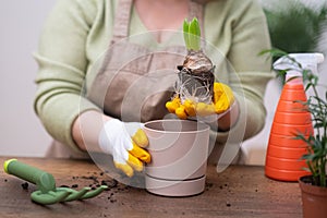 woman holding Hyacinth bulb plant ready to transplant, with roos, garden tools and decorative pot