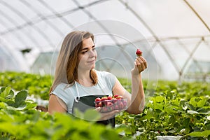 Woman holding a juicy bitten strawberry into the camera,strawberry in arm. Woman holding strawberry in hands in