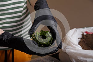 Woman holding Kalanchoe flower seedling and ready to plant it in flower pot with universal soil. Indoor flowers concept, close up