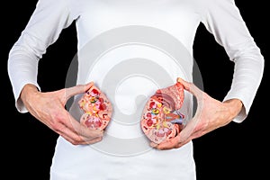 Woman holding kidney model at white body