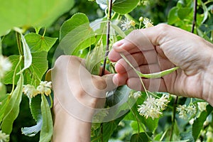 Woman holding Linden tree flowers and leaves in hands. Close up. Harvesting linden blossom