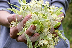 Woman holding Linden tree flowers and leaves in hands. Close up. Harvesting linden blossom