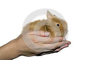 Woman is holding little domestic rabbit
