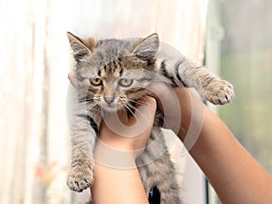 Woman holding a little striped scared kitten