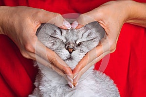 Woman holding lovely cat face and making a heart shape with hands. Love for pets