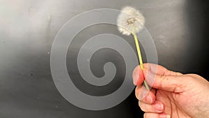 Woman holding a mature dandelion in her hand, the wind blows and the umbrella seeds of the plant fly apart, the concept of age,