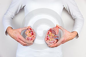 Woman holding model kidney halves at body