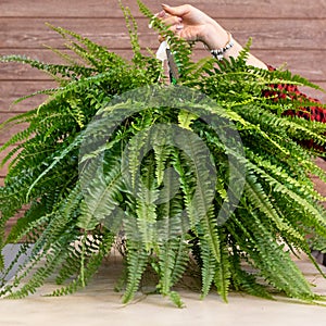 Woman holding Nephrolepis exaltata Bostoniensis