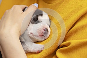 A woman is holding a newborn husky puppy. The female hugs the little puppy. Pet care concept