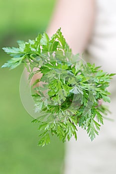 Woman holding a organic parsley