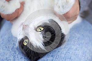 A woman is holding the paws of her cat, which is lying on her lap