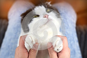 A woman is holding the paws of her cat, which is lying on her lap, selective focus