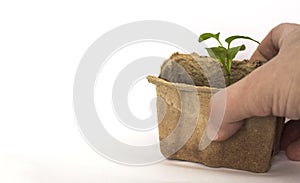 Woman holding peat Cup with pepper sprout on white background with copy space