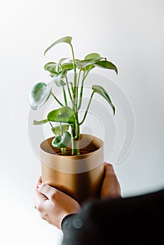 Woman holding peperomia polybotrya peperomia raindrop