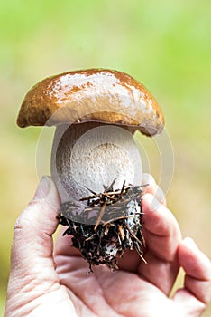 Woman holding a perfect young porcini