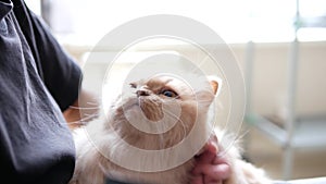 Woman holding Persian cat in her arm and combing her fur