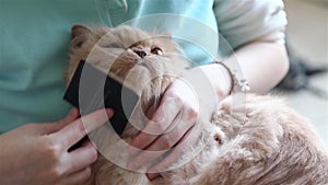 Woman holding persian cat in her arm and combing her fur