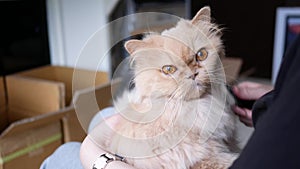 Woman holding persian cat in her arm and combing her fur