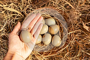 Woman holding a pheasant egg in the palm of her hand. Top view pheasant eggs in a wooden wicker basket on a straw with copy space.