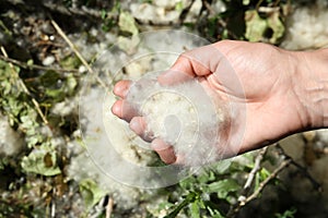 Woman holding pile of poplar fluff outdoors on sunny day, closeup