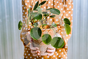 Woman holding Pilea Peperomioides plant in flower pot