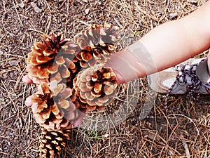 Woman holding pine cones.