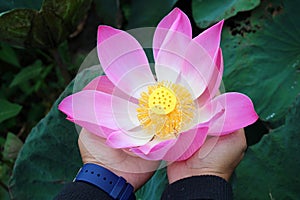 Woman holding a pink lotus flower blossom in hands on green leaves background. Person with Nelumbo nucifera plant in hand.