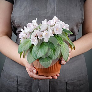 Woman holding pink Saintpaulia violet flower in her hands