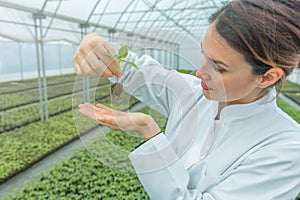 Woman holding plant in greenhouse nursery. Seedlings Greenhouse.