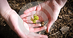 Woman holding plant sprout tree in hand