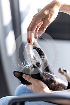 Woman holding and playing with her cute kitten cat at home