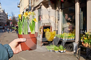 Woman holding pot with daffodils narcissus flowers in front of flower shop