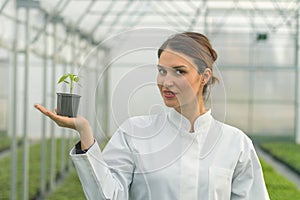 Woman holding potted plant in greenhouse nursery. Seedlings