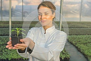 Woman holding potted plant in greenhouse nursery. Seedlings