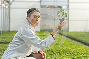 Woman holding potted plant in greenhouse nursery. Seedlings Gree