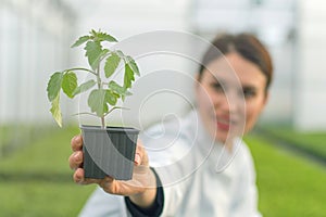 Woman holding potted plant in greenhouse nursery. Seedlings Gree