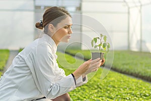 Woman holding potted plant in greenhouse nursery. Seedlings Greenhouse