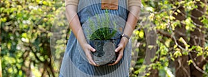 A woman holding and preparing to plant rosemary tree for home gardening concept