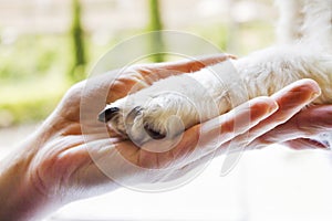 Woman holding puppy's paw photo