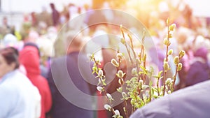 Woman holding pussy willow twigs for Christian church holiday Palm Sunday, copy space